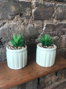 Embossed Potted Succulent 12cm